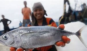 Ikan Tongkol Apa Sama Dengan Ikan Tuna